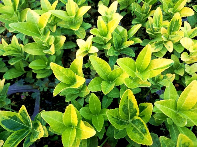 GOLD TAFLAN 180 ADET - SARI ÇİT BİTKİSİ