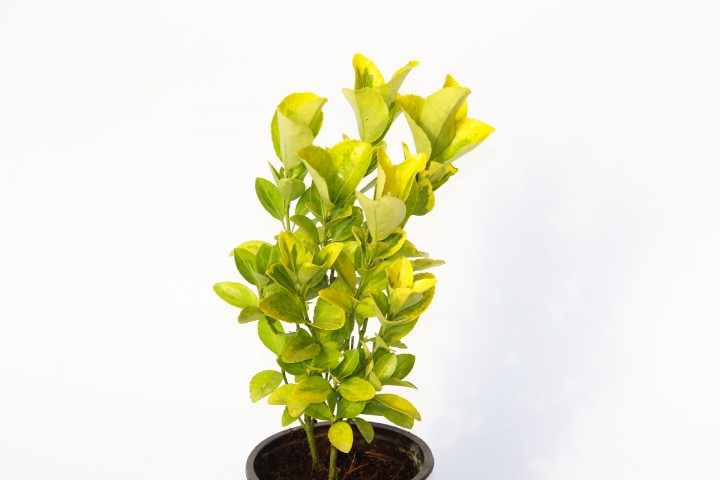 GOLD TAFLAN 20 ADET (2'Lİ DİKİM) - SARI ÇİT BİTKİSİ