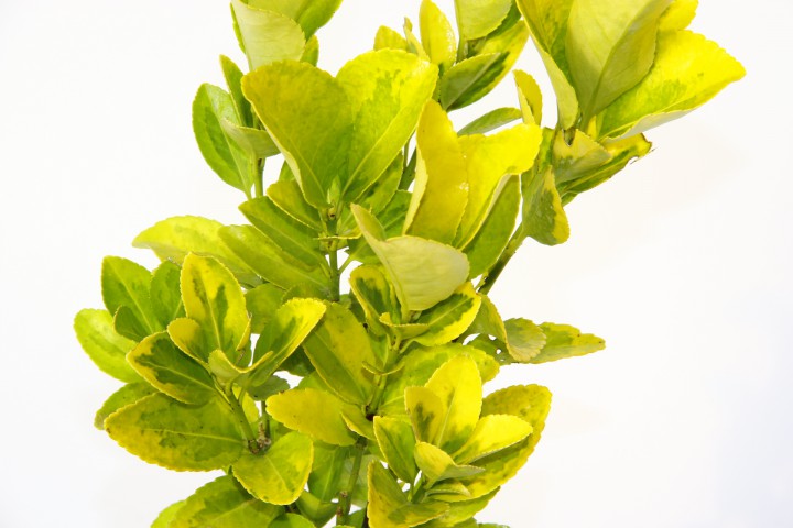 GOLD TAFLAN 20 ADET (2'Lİ DİKİM) - SARI ÇİT BİTKİSİ