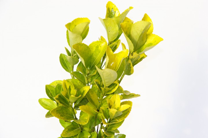 GOLD TAFLAN 20 ADET (2'Lİ DİKİM) - SARI ÇİT BİTKİSİ