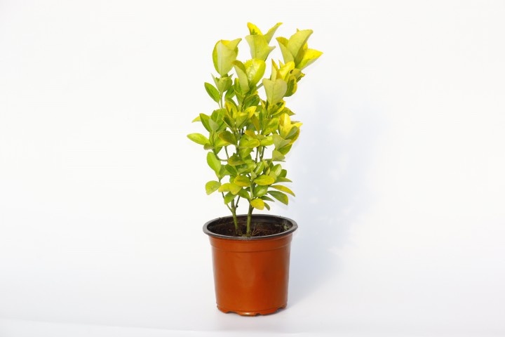 GOLD TAFLAN 3 ADET (2'Lİ DİKİM) - SARI ÇİT BİTKİSİ