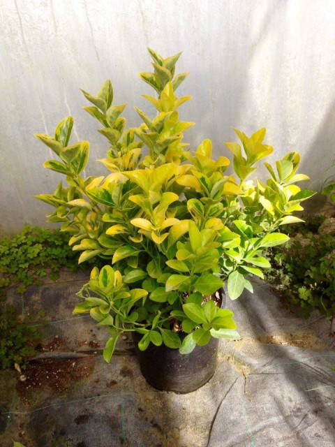 GOLD TAFLAN 3 ADET - BÜYÜK BOY 40 - 50 cm