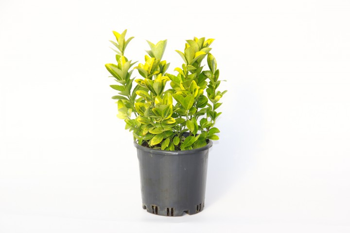 GOLD TAFLAN 5 ADET (3'LÜ DİKİM) - SARI ÇİT BİTKİSİ