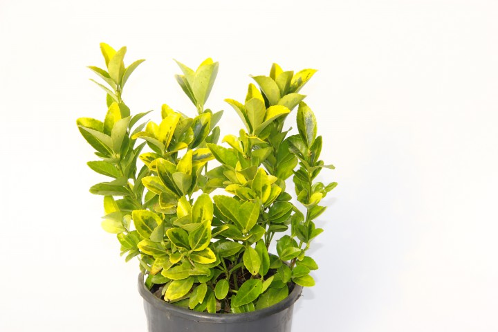 GOLD TAFLAN 5 ADET (3'LÜ DİKİM) - SARI ÇİT BİTKİSİ