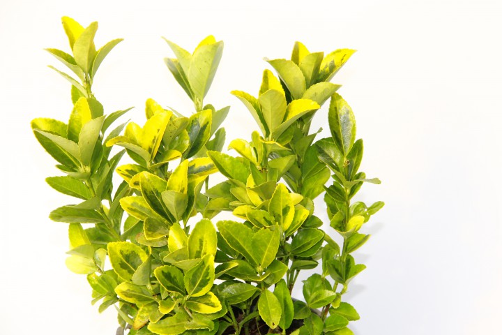 GOLD TAFLAN 5 ADET (3'LÜ DİKİM) - SARI ÇİT BİTKİSİ