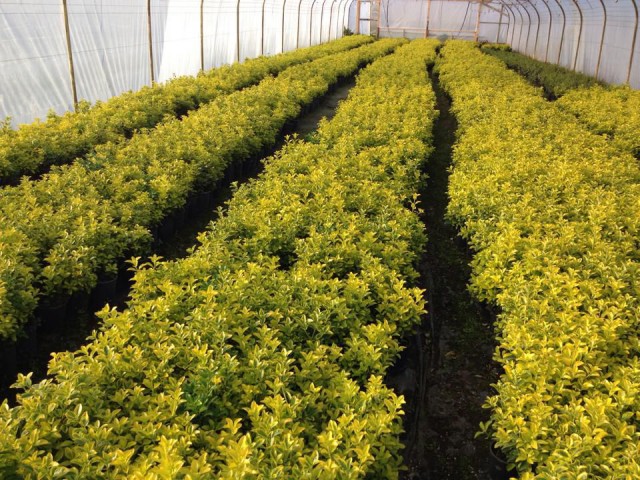 GOLD TAFLAN 5 ADET - BÜYÜK BOY 40 - 50 cm