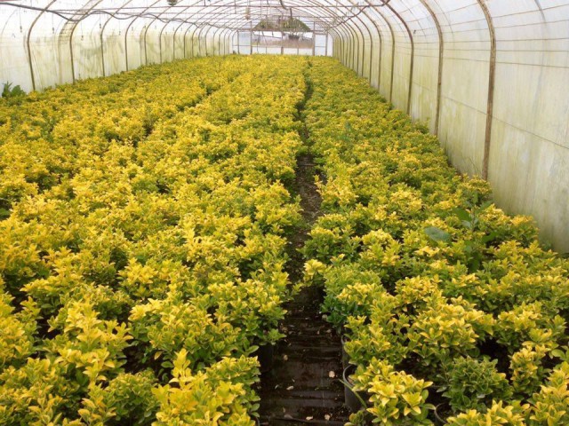 GOLD TAFLAN 5 ADET - BÜYÜK BOY 40 - 50 cm