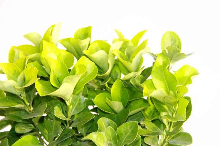 GOLD TAFLAN 5 ADET - MAVİ SAKSIDA HEDİYELİK