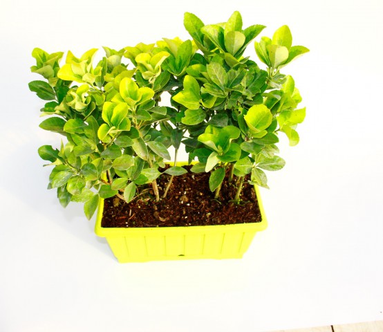 GOLD TAFLAN 5 ADET - SARI DEKORATİF SAKSIDA (6'LI DİKİM)