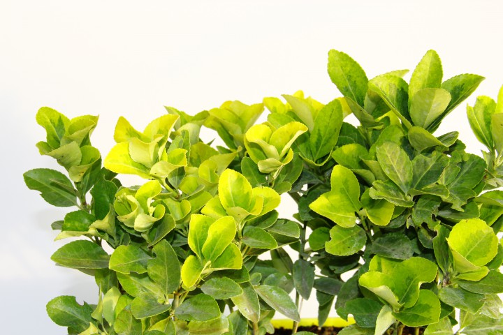 GOLD TAFLAN 5 ADET - SARI DEKORATİF SAKSIDA (6'LI DİKİM)