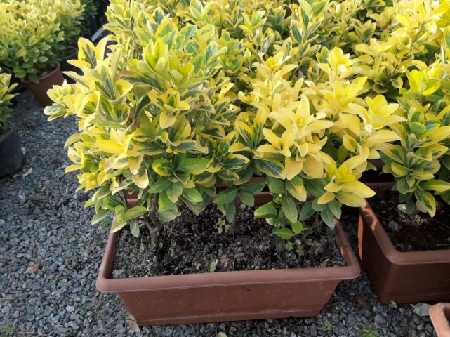 GOLD TAFLAN - DEKORATİF SAKSIDA SEPERATÖR BİTKİ