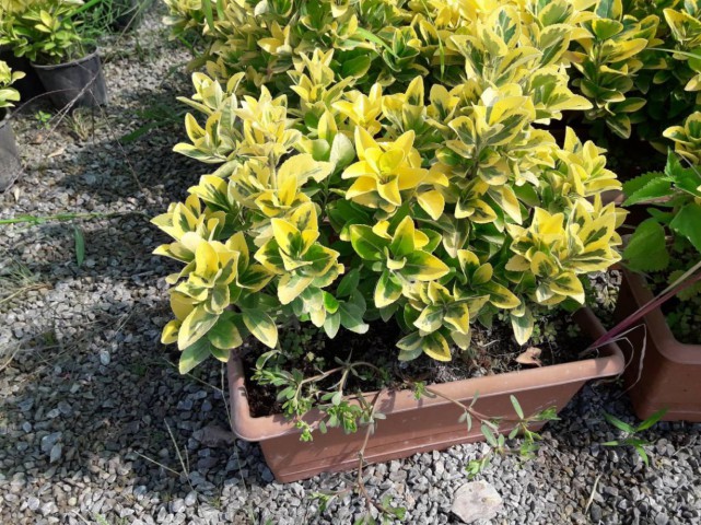 GOLD TAFLAN - DEKORATİF SAKSIDA SEPERATÖR BİTKİ