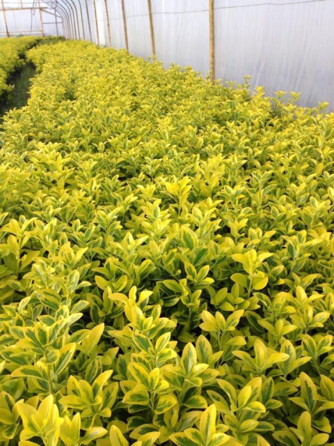 GOLD TAFLAN - DEKORATİF SAKSIDA SEPERATÖR BİTKİ