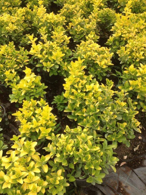 GOLD TAFLAN - DEKORATİF SAKSIDA SEPERATÖR BİTKİ