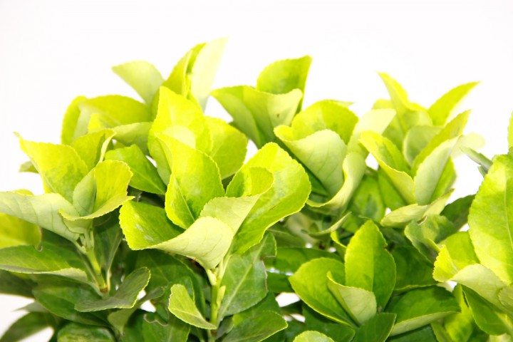 GOLD TAFLAN - MAVİ SAKSIDA HEDİYELİK