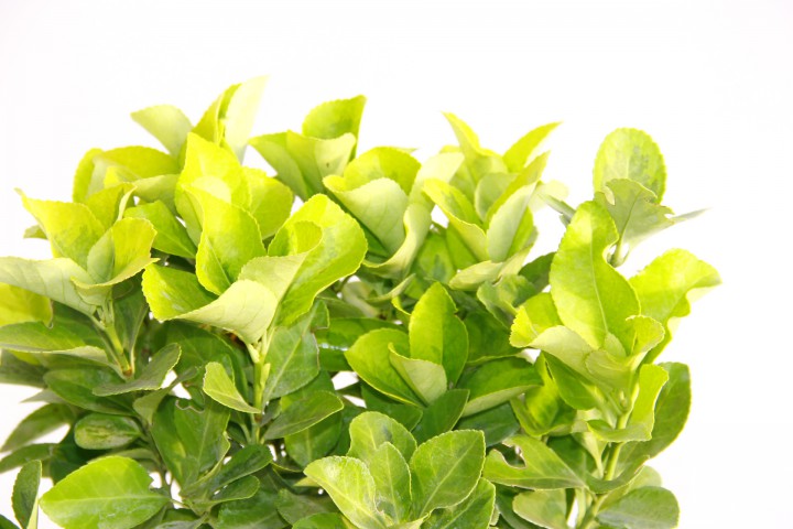 GOLD TAFLAN - MAVİ SAKSIDA HEDİYELİK