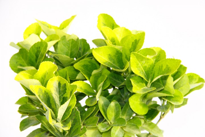 GOLD TAFLAN - YEŞİL SAKSIDA HEDİYELİK