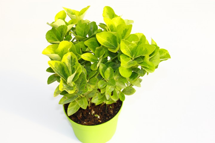 GOLD TAFLAN - YEŞİL SAKSIDA HEDİYELİK