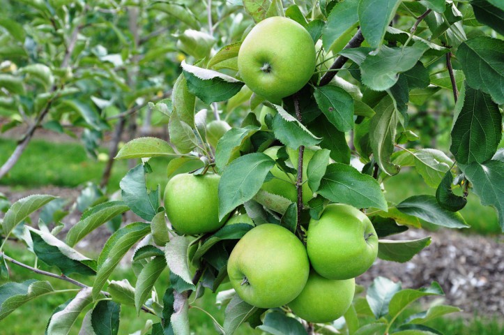 GRANNY SMITH ELMA FİDANI 1 ADET - Aşılı ve Tüplü