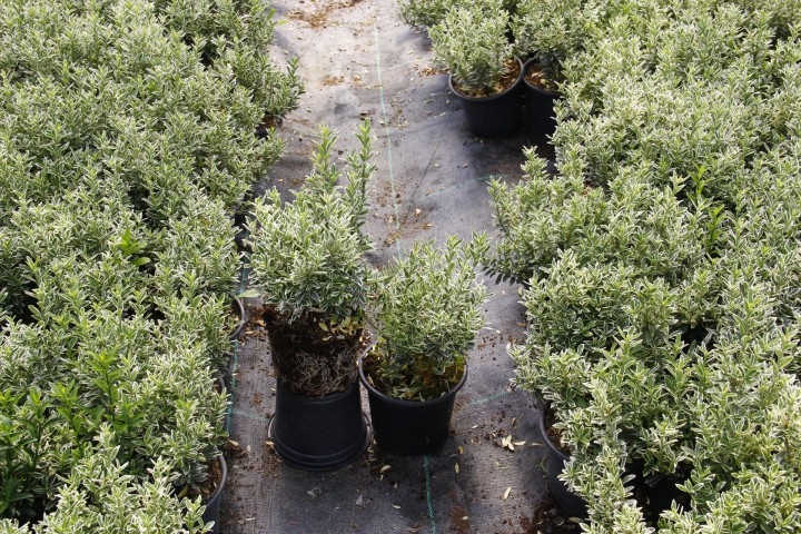 GÜMÜŞİ ÇITIR TAFLAN - DEKORATİF ÇİT BİTKİSİ 30 ADET