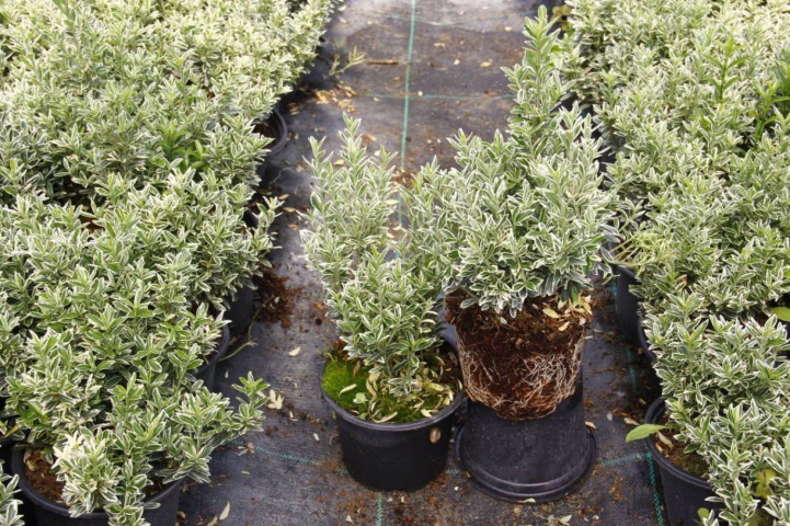 GÜMÜŞİ TAFLAN 10 ADET ÇİT-BORDÜR BİTKİSİ