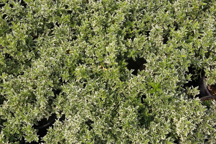 GÜMÜŞİ TAFLAN 10 ADET ÇİT-BORDÜR BİTKİSİ