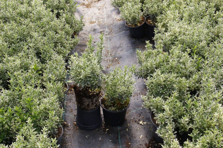 GÜMÜŞİ TAFLAN 20 ADET ÇİT-BORDÜR BİTKİSİ GÜMÜŞİ TAFLAN