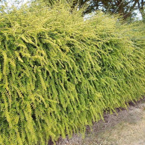 HANIMELİ ÇİT BİTKİSİ 10 ADET 'Lonicera Lemon Beauty'