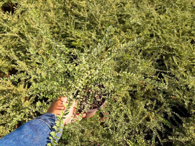 HANIMELİ ÇİT BİTKİSİ 10 ADET 'Lonicera Lemon Beauty'