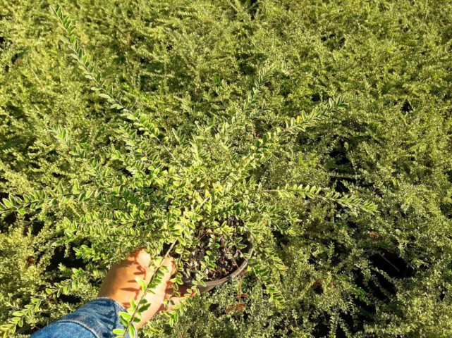 HANIMELİ ÇİT BİTKİSİ 10 ADET 'Lonicera Lemon Beauty'