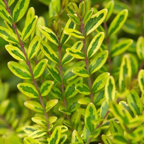 HANIMELİ ÇİT BİTKİSİ 5 ADET 'Lonicera Lemon Beauty'