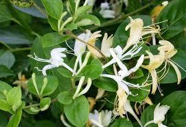 HANIMELİ SARMAŞIK 5 ADET ÇİÇEKLİ, KOKULU, SARILICI BİTKİ