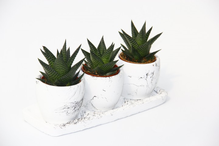 HAWORTHİA TRİO HEDİYELİK SET - 3'lü Limifolia