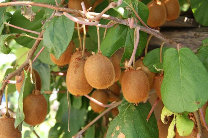 HAYWARD KİVİ FİDANI -  2 ADET -  (1 Erkek + 1 Dişi)