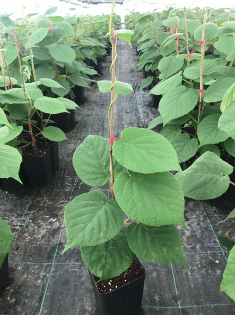 HAYWARD KİVİ FİDANI -  2 ADET -  (1 Erkek + 1 Dişi)