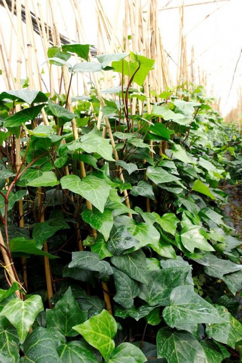 HEDERA ORMAN SARMAŞIĞI 10 ADET 1.5 Metre