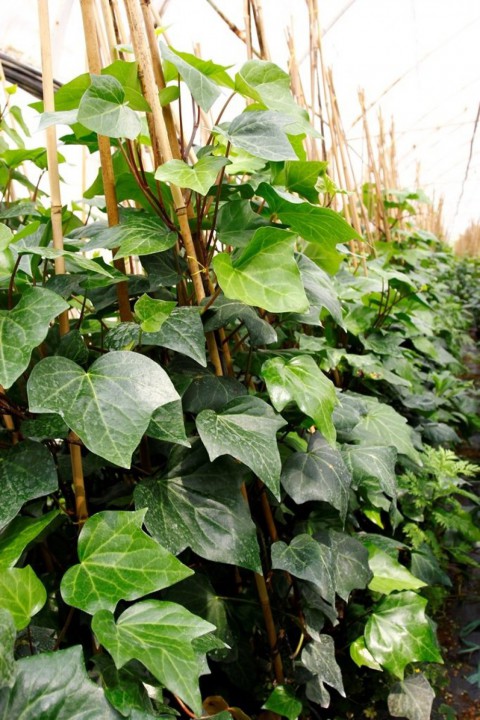 HEDERA ORMAN SARMAŞIĞI 20 ADET 1.5 Metre