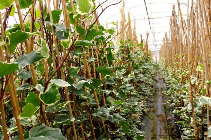 HEDERA ORMAN SARMAŞIĞI 5 ADET - ALACALI SARILICI BİTKİ