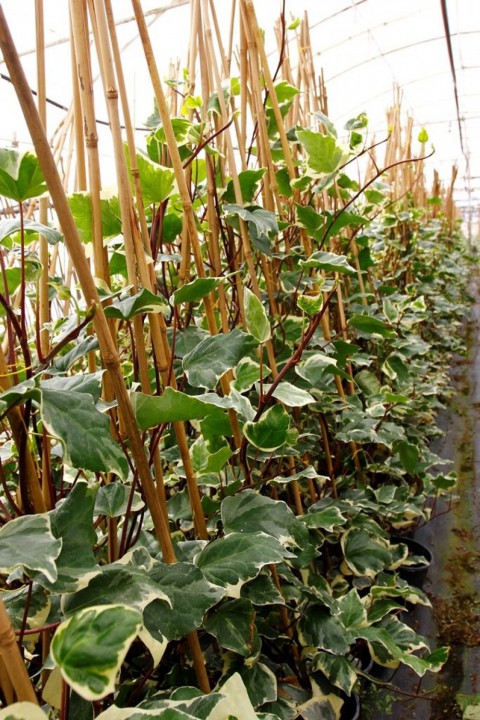 HEDERA ORMAN SARMAŞIĞI 5 ADET - ALACALI SARILICI BİTKİ