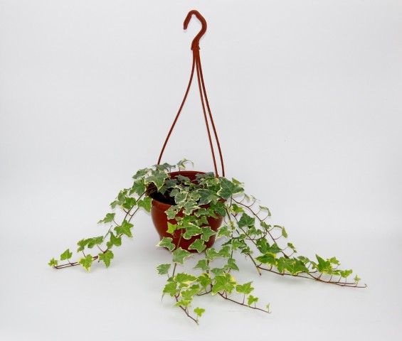 HEDERA SARMAŞIK 10 ADET - ASKILI SAKSIDA HEDİYELİK