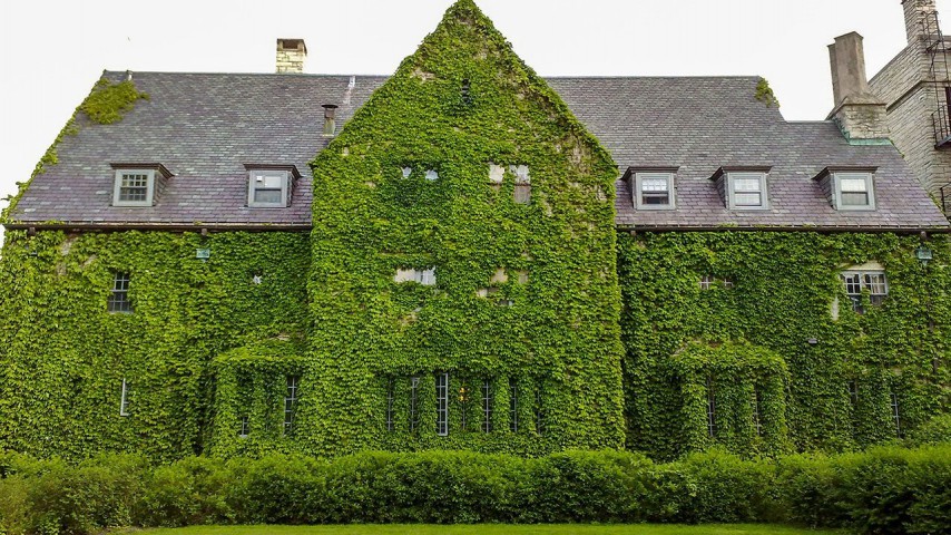 HEDERA SARMAŞIK - 1.5 + METRE SARILICI BİTKİ
