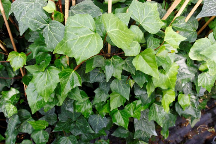 HEDERA SARMAŞIK - 1.5 + METRE SARILICI BİTKİ