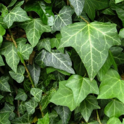 HEDERA SARMAŞIK 2 ADET - ASKILI SAKSIDA HEDİYELİK