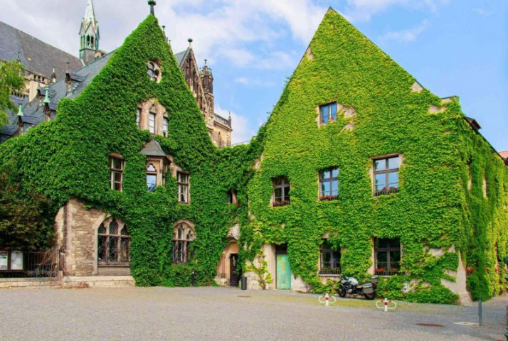 HEDERA SARMAŞIK 3 ADET - 1.5 + METRE SARILICI BİTKİ