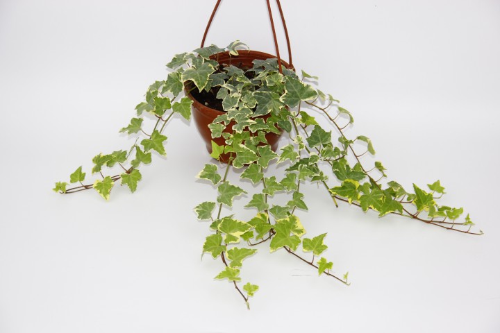 HEDERA SARMAŞIK 3 ADET - ASKILI SAKSIDA HEDİYELİK