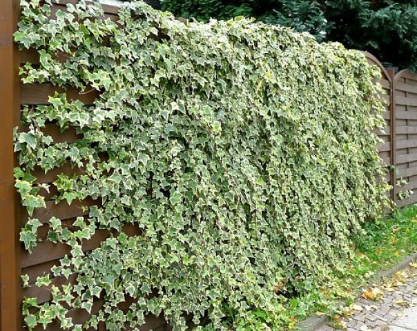 HEDERA SARMAŞIK 5 ADET - 1.5 + METRE SARILICI BİTKİ
