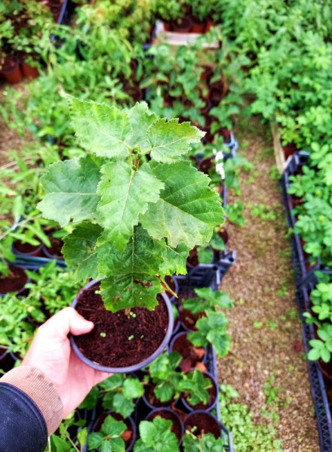HUŞ AĞACI FİDANI 10 ADET - BETULA PENDULA