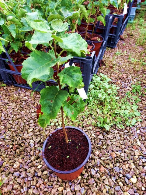 HUŞ AĞACI FİDANI 5 ADET - BETULA PENDULA