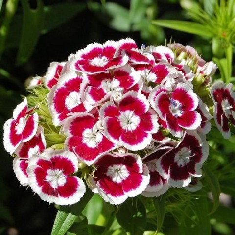 HÜSNÜ YUSUF ÇİÇEĞİ 50 ADET