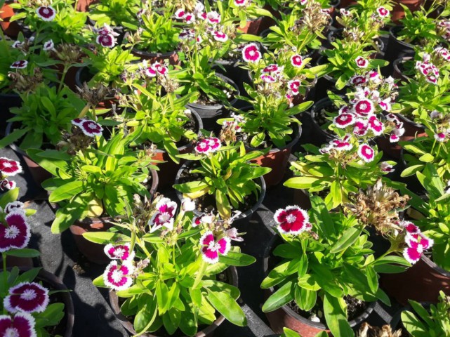 HÜSNÜ YUSUF ÇİÇEĞİ 50 ADET